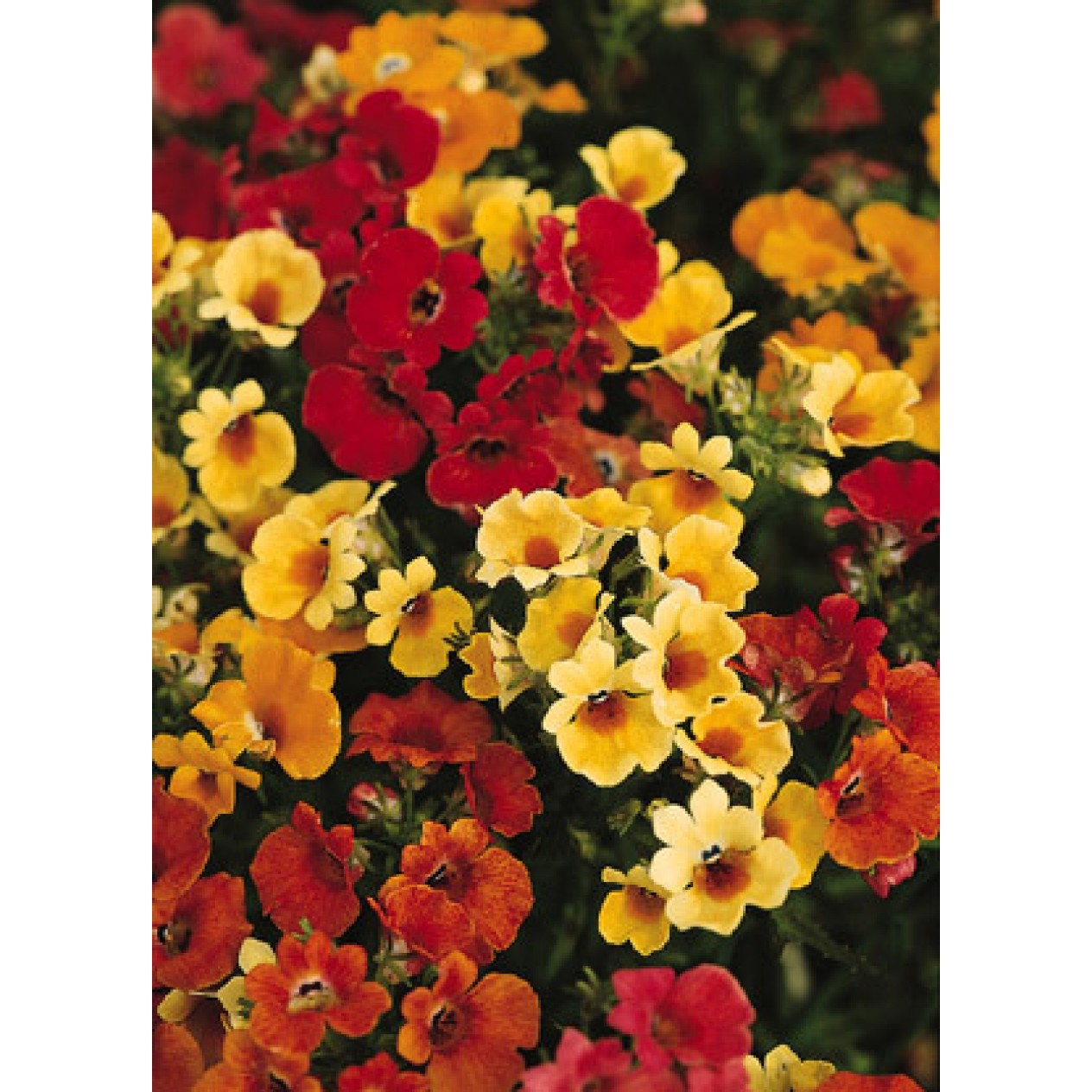 541100-nemesia-strumosa-carnival-mixed