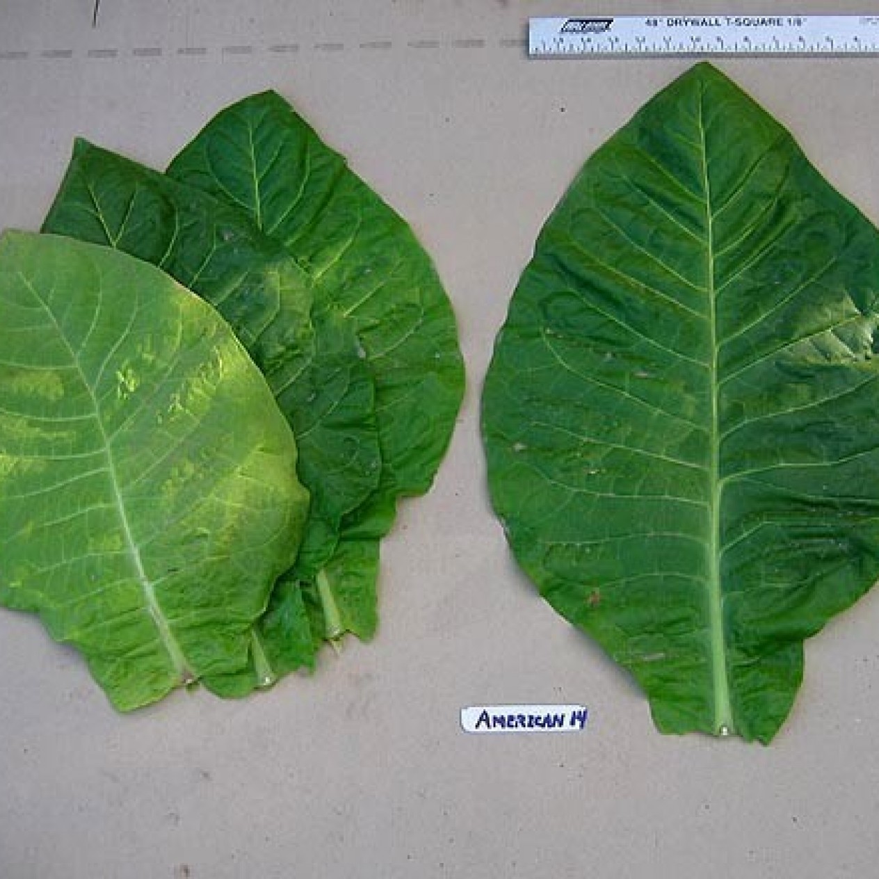 542501-nicotiana-tabacum-american-14