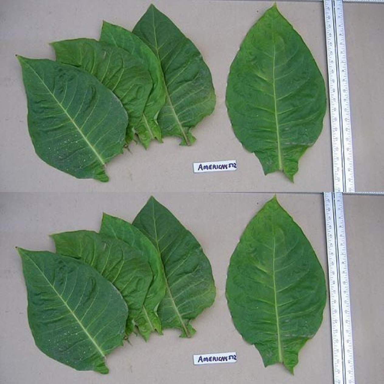 542502-nicotiana-tabacum-american-572