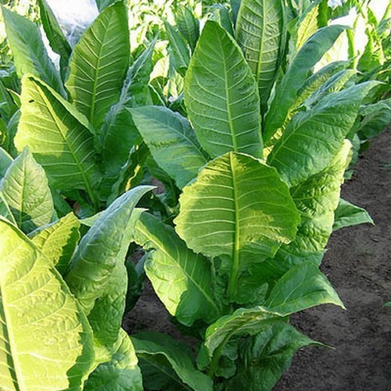 542503-nicotiana-tabacum-baiano