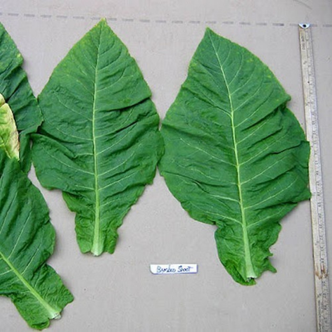 542505-nicotiana-tabacum-bamboo-shoot