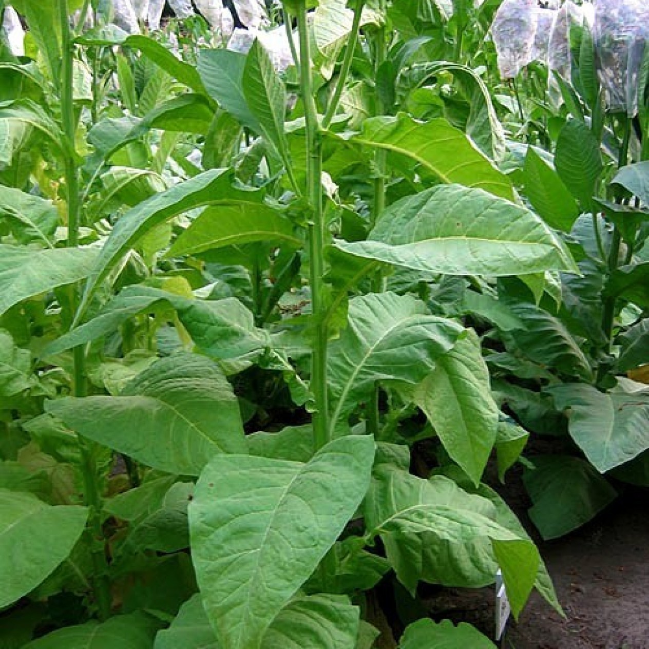 542506-nicotiana-tabacum-big-gem