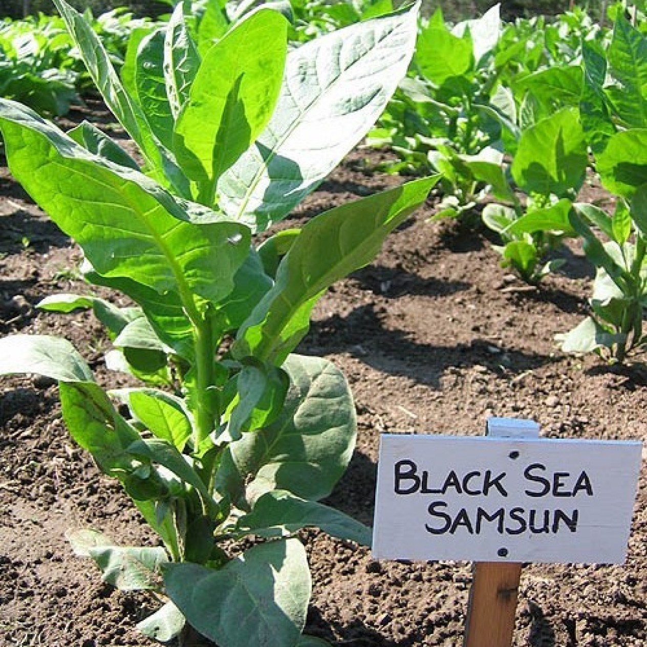 542507-nicotiana-tabacum-black-sea-samsun
