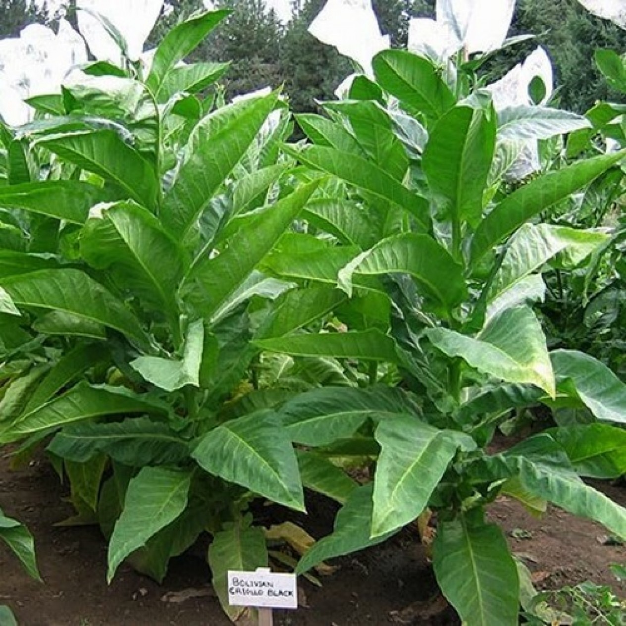542508-nicotiana-tabacum-bolivian-criollo