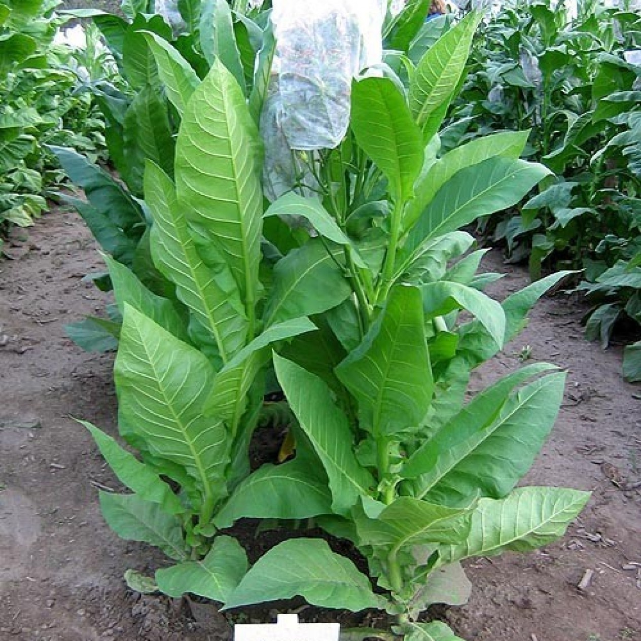 542509-nicotiana-tabacum-bucak