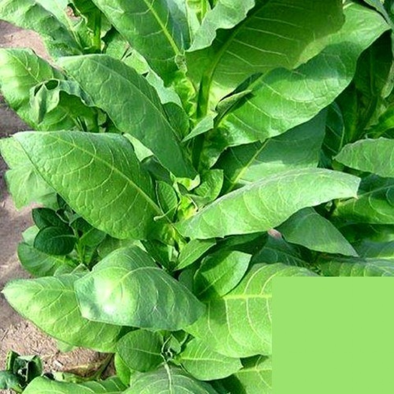 542546-nicotiana-tabacum-ozbas-izmir