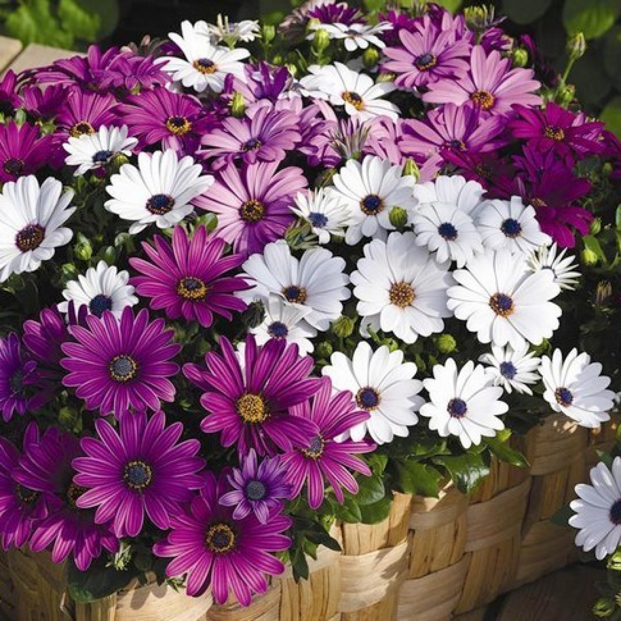 543920-osteospermum-ecklonis-daisy-mae