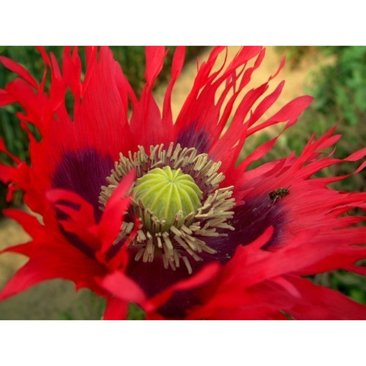 544755-papaver-somniferum-laciniatum-fringed-red