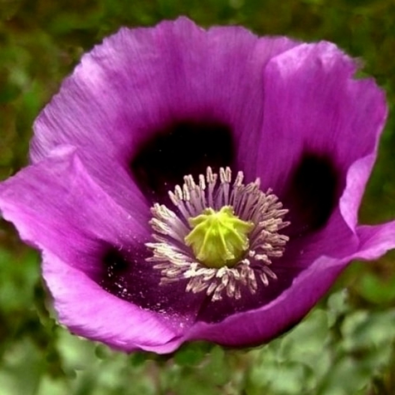 544810-papaver-somniferum-hungarian-blue