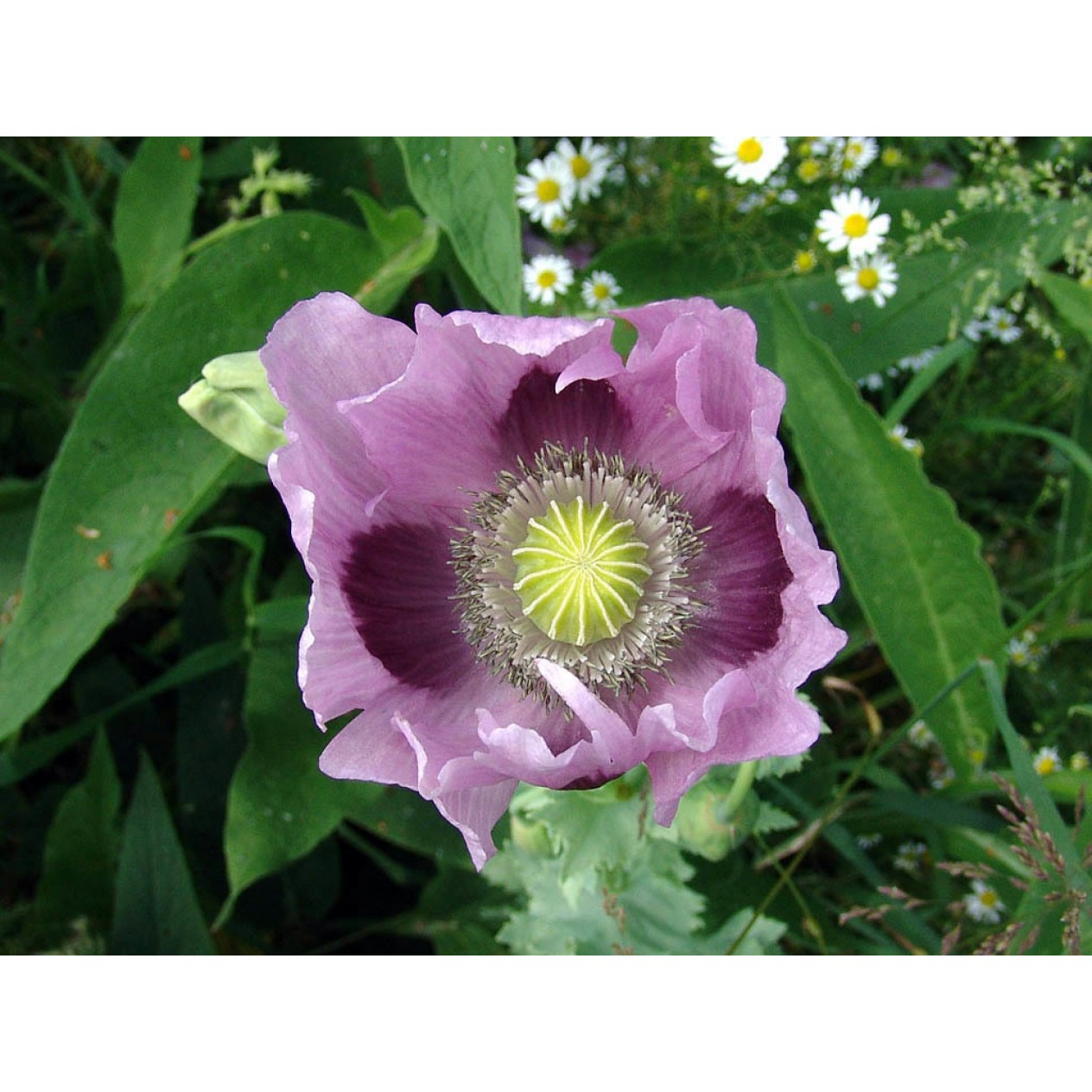 544850-papaver-somniferum-maxi