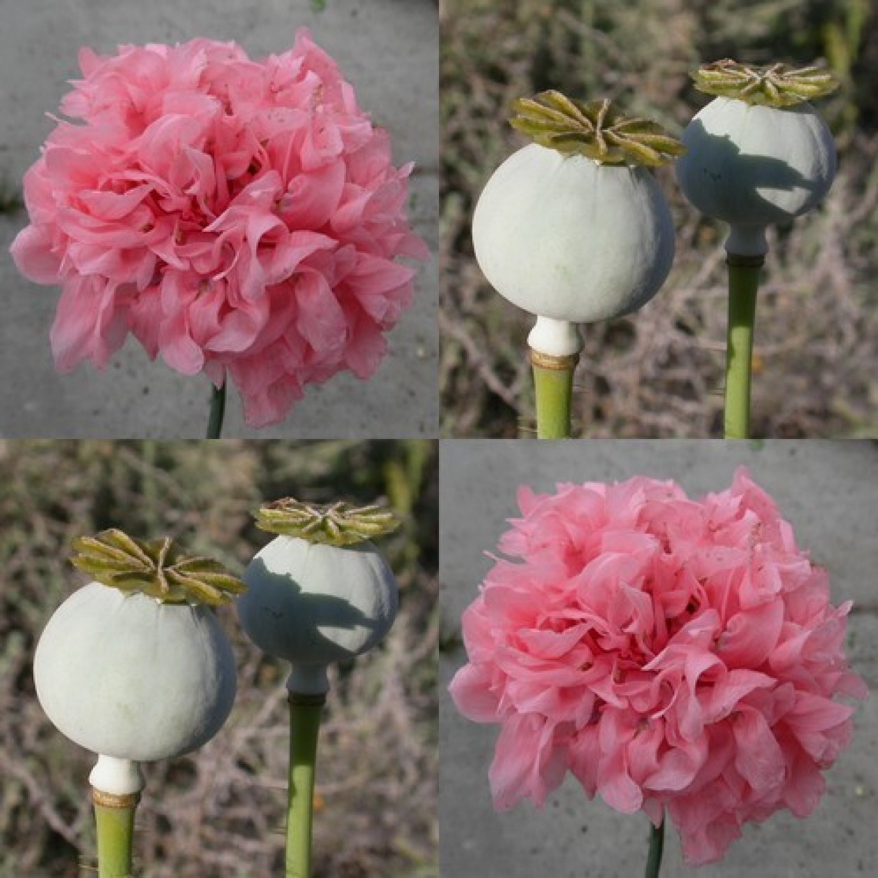 544960-papaver-somniferum-super-pods