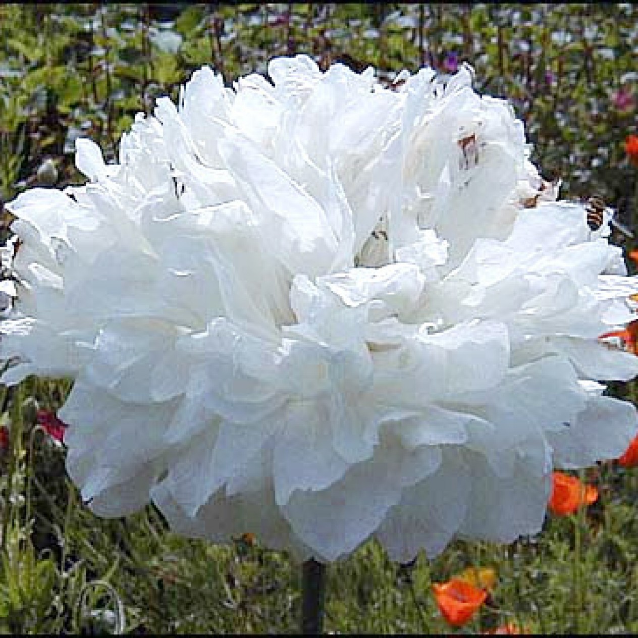 545000-papaver-somniferum-white-cloud