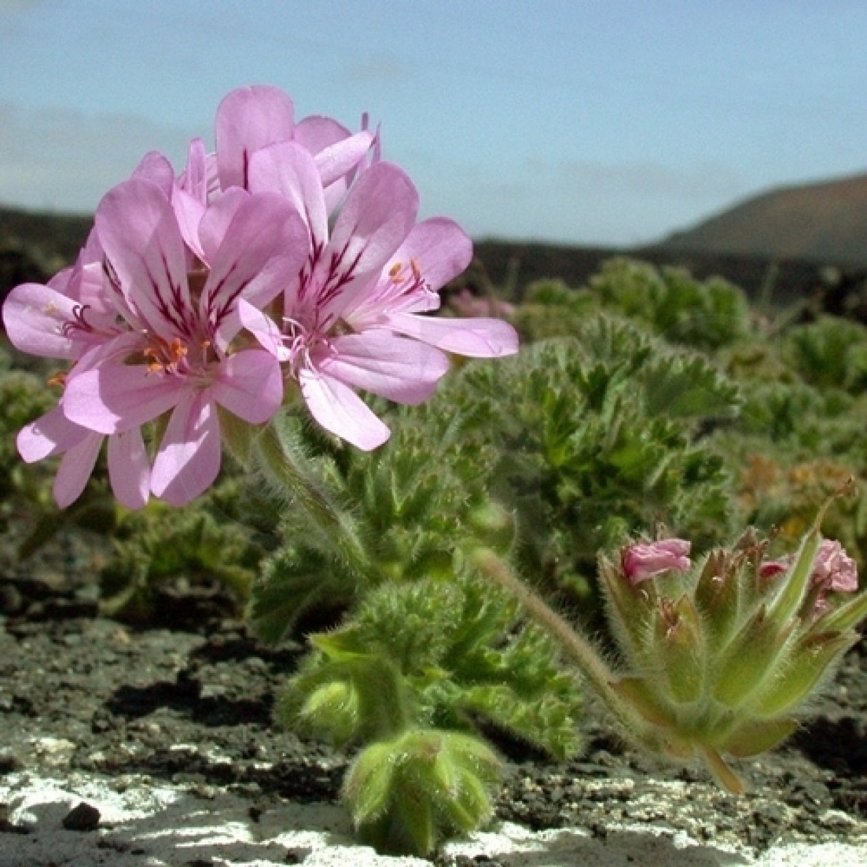 545026-pelargonium-capitatum