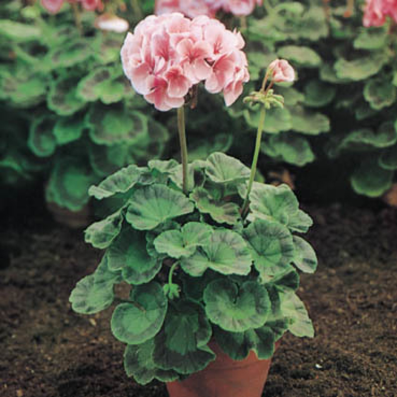 545280-pelargonium-zonale-lachskonigin-f1-horizon-deep-salmon-f1