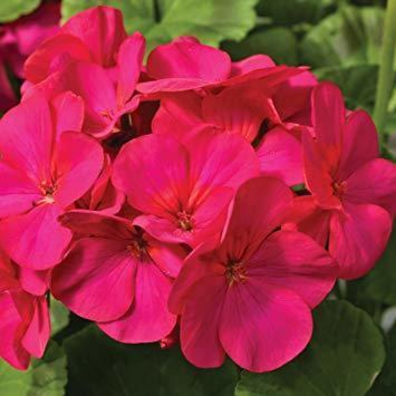 545600-pelargonium-zonale-passion-f1-violet-f1-maverick-violet