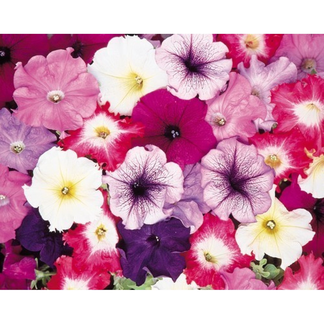 546900-petunia-hybrida-dream-mixture-f1-special-grandiflora-mixed-f1