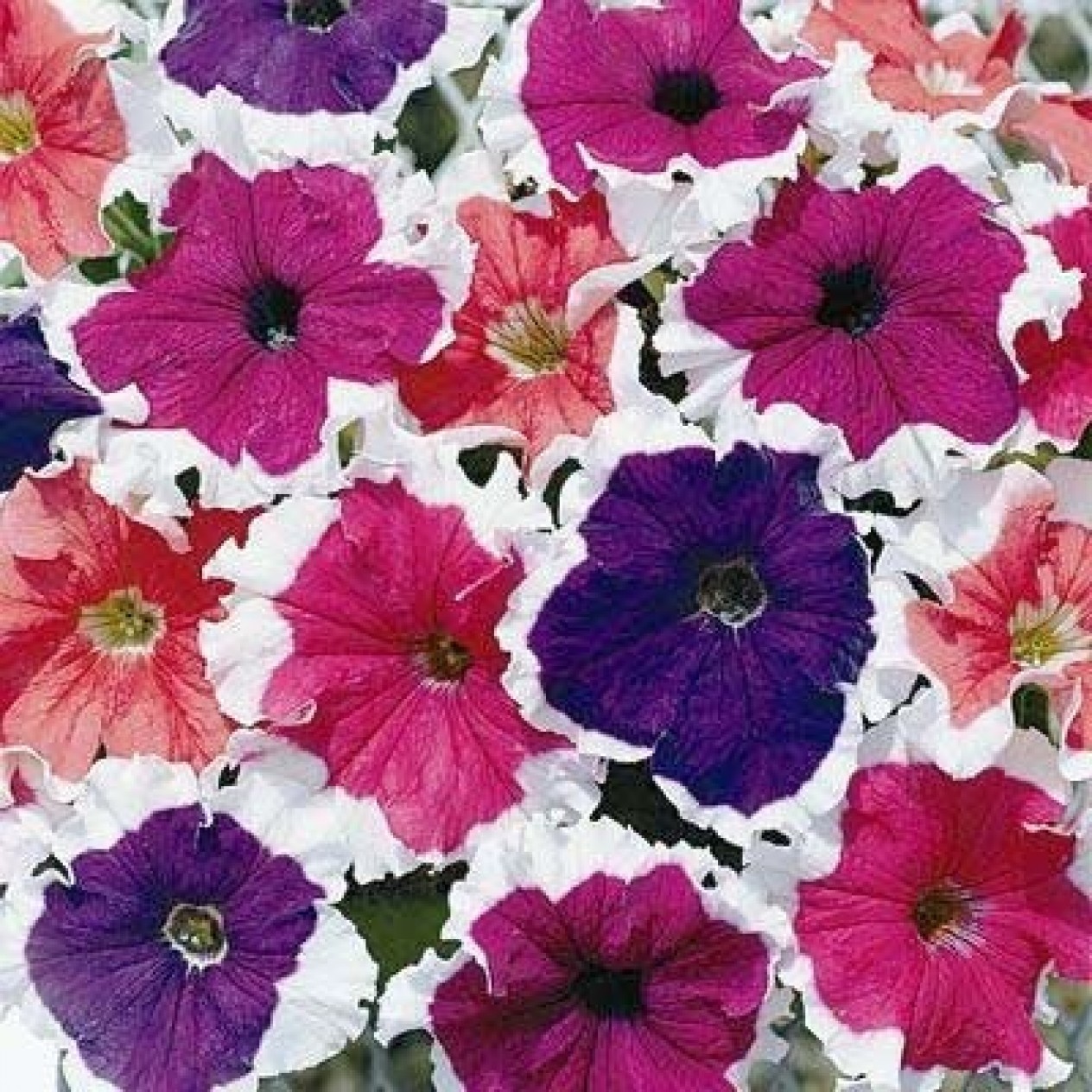 547134-petunia-hybrida-frost-mixed-f1