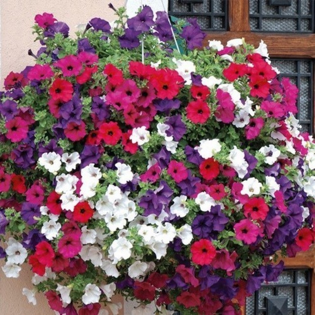 547185-petunia-hybrida-rapide-mixed-f1
