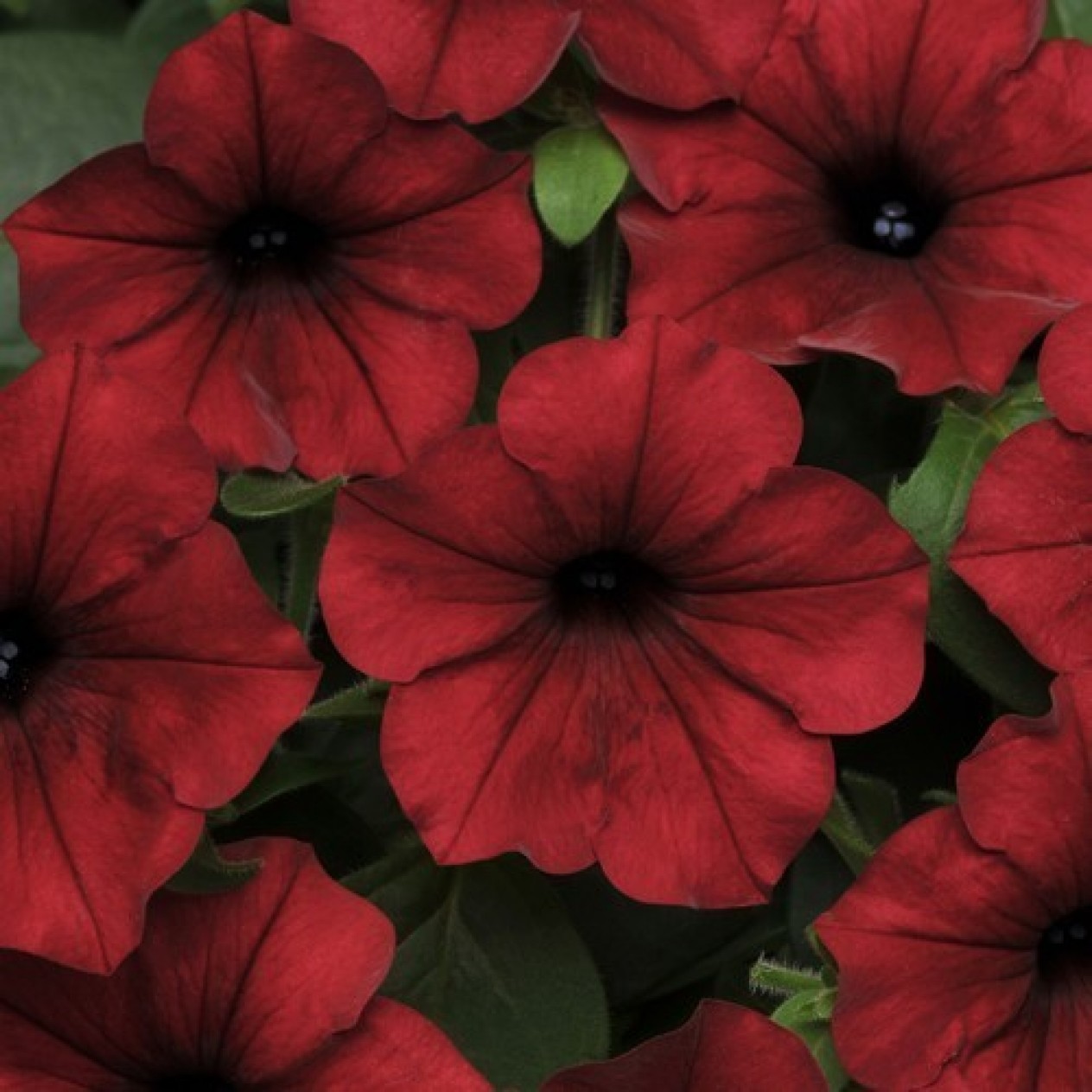 547188-petunia-hybrida-red-velour-tidal-wave-type