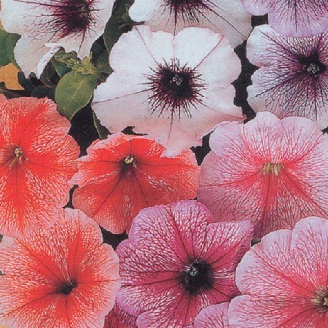 547190-petunia-hybrida-reflections-mix-f1