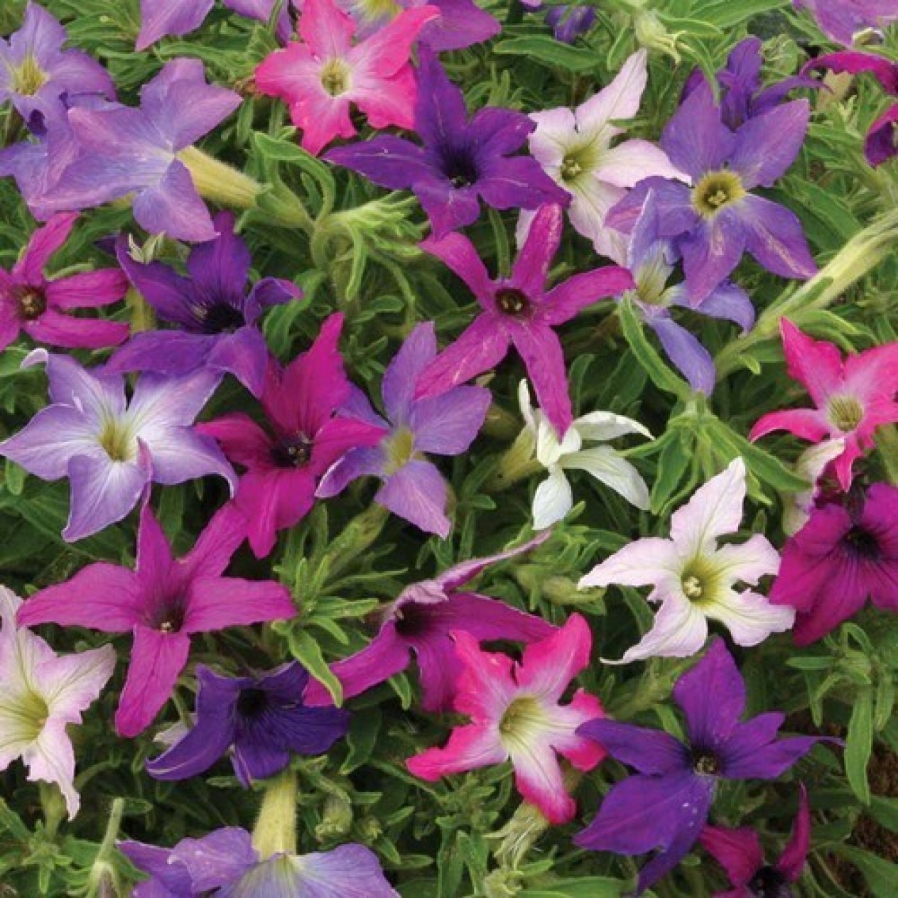 547205-petunia-hybrida-sparklers