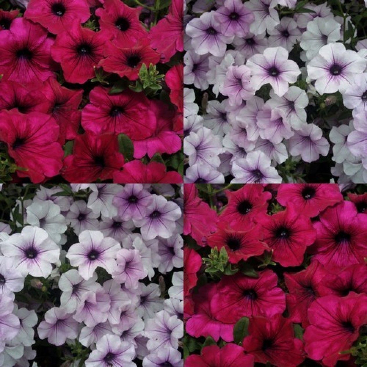 547214-petunia-hybrida-tidal-wave-silver-cherry-f1