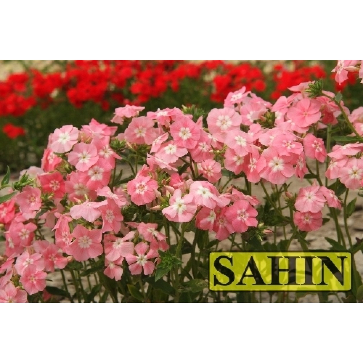 547937-phlox-drummondii-grandiflora-leopoldii