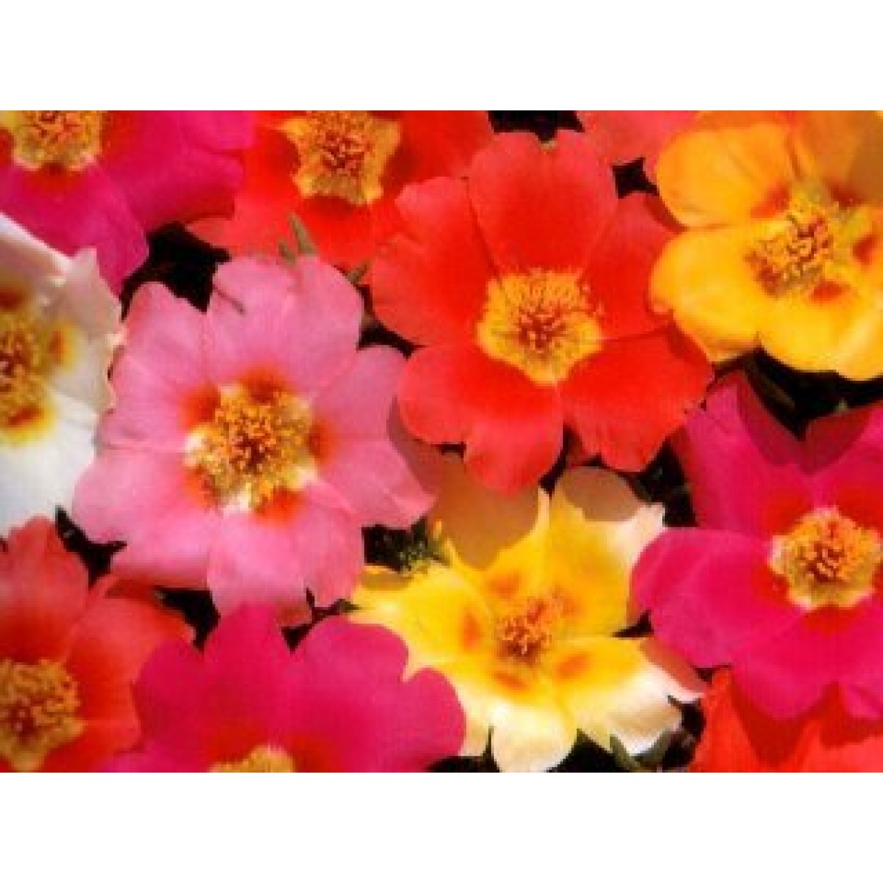 548700-portulaca-grandiflora-single-flowered-mixed
