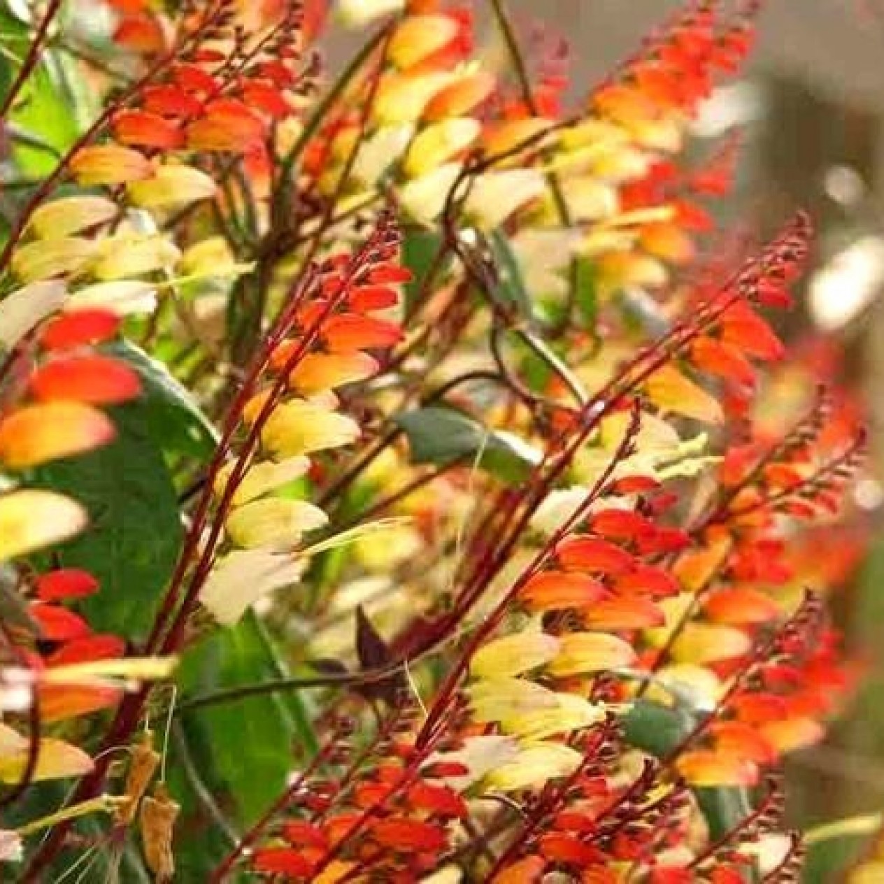 549000-quamoclit-lobata
