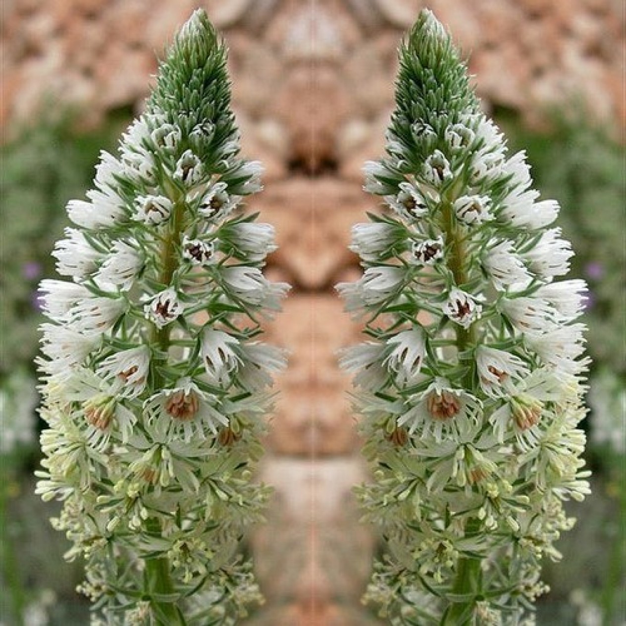 549900-reseda-alba