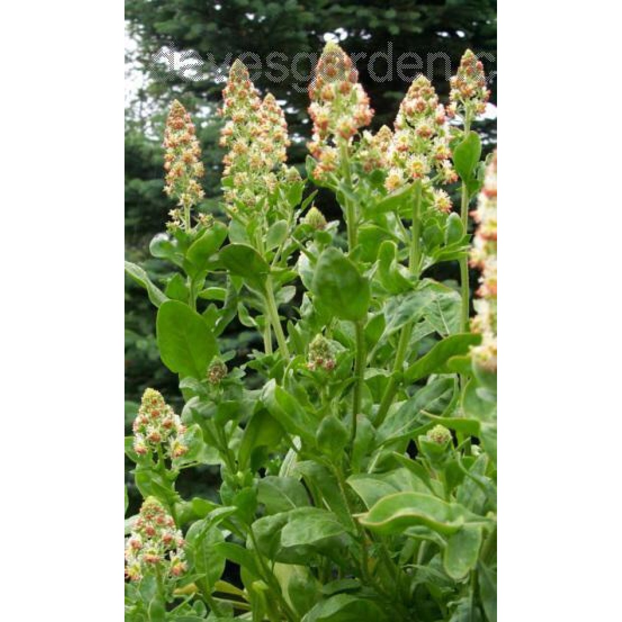 550000-reseda-odorata-ameliorata