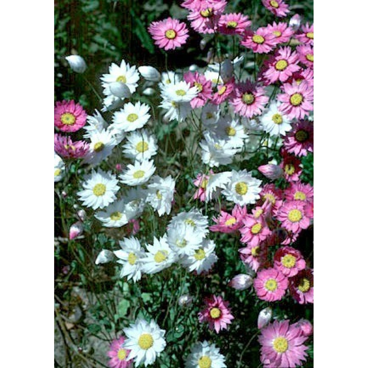 550300-rhodanthe-manglesii-maculata-mixed