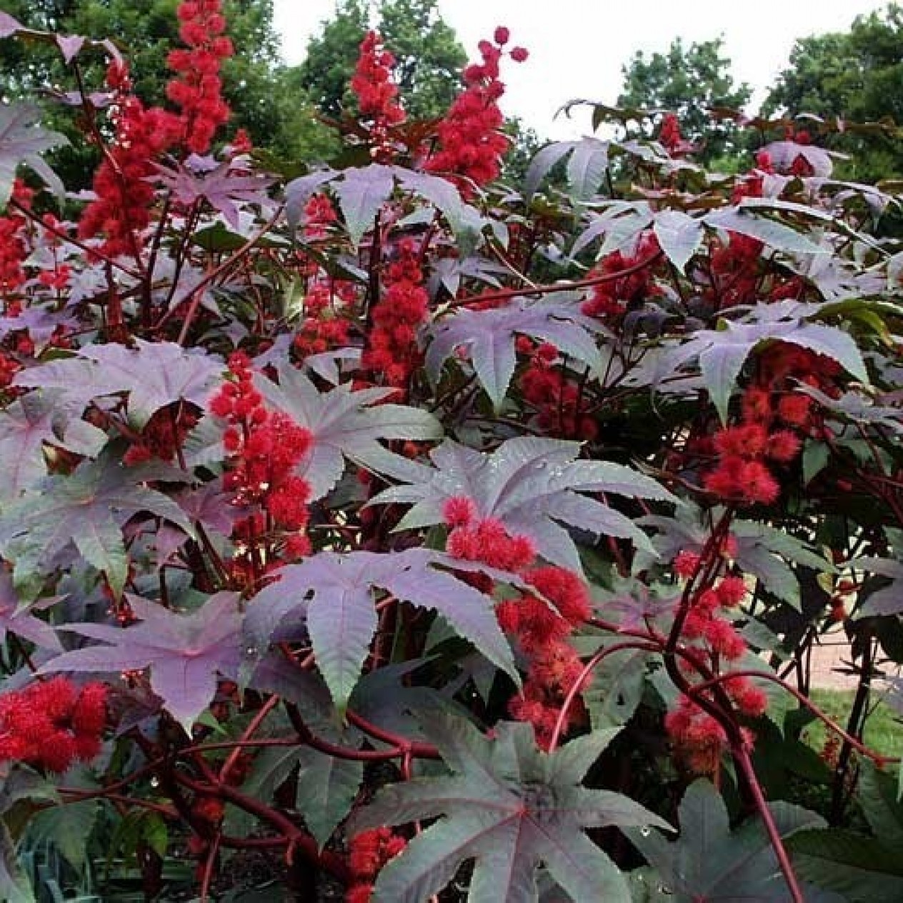 550420-ricinus-communis-carmencita-bright-red