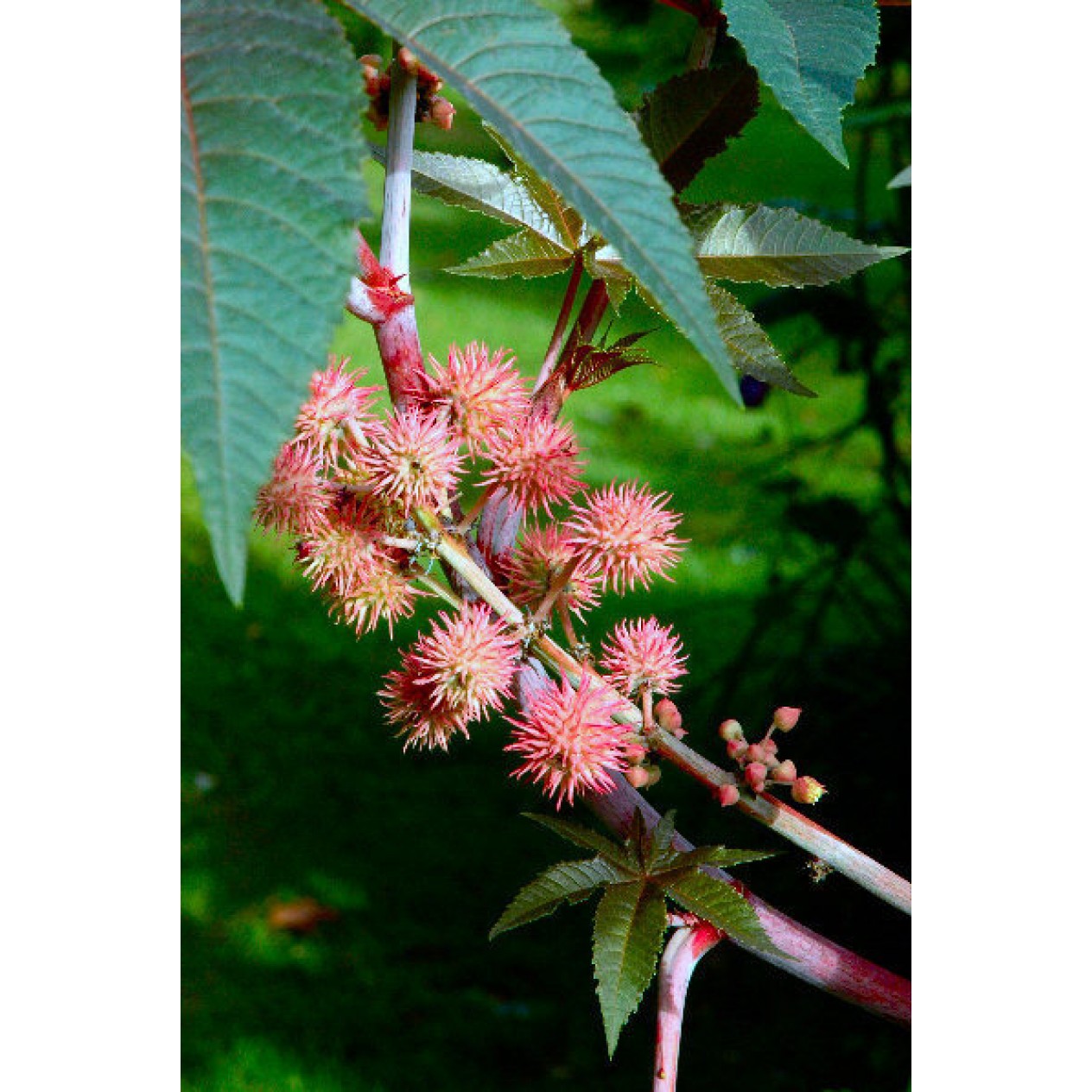 550450-ricinus-communis-carmencita-rosa