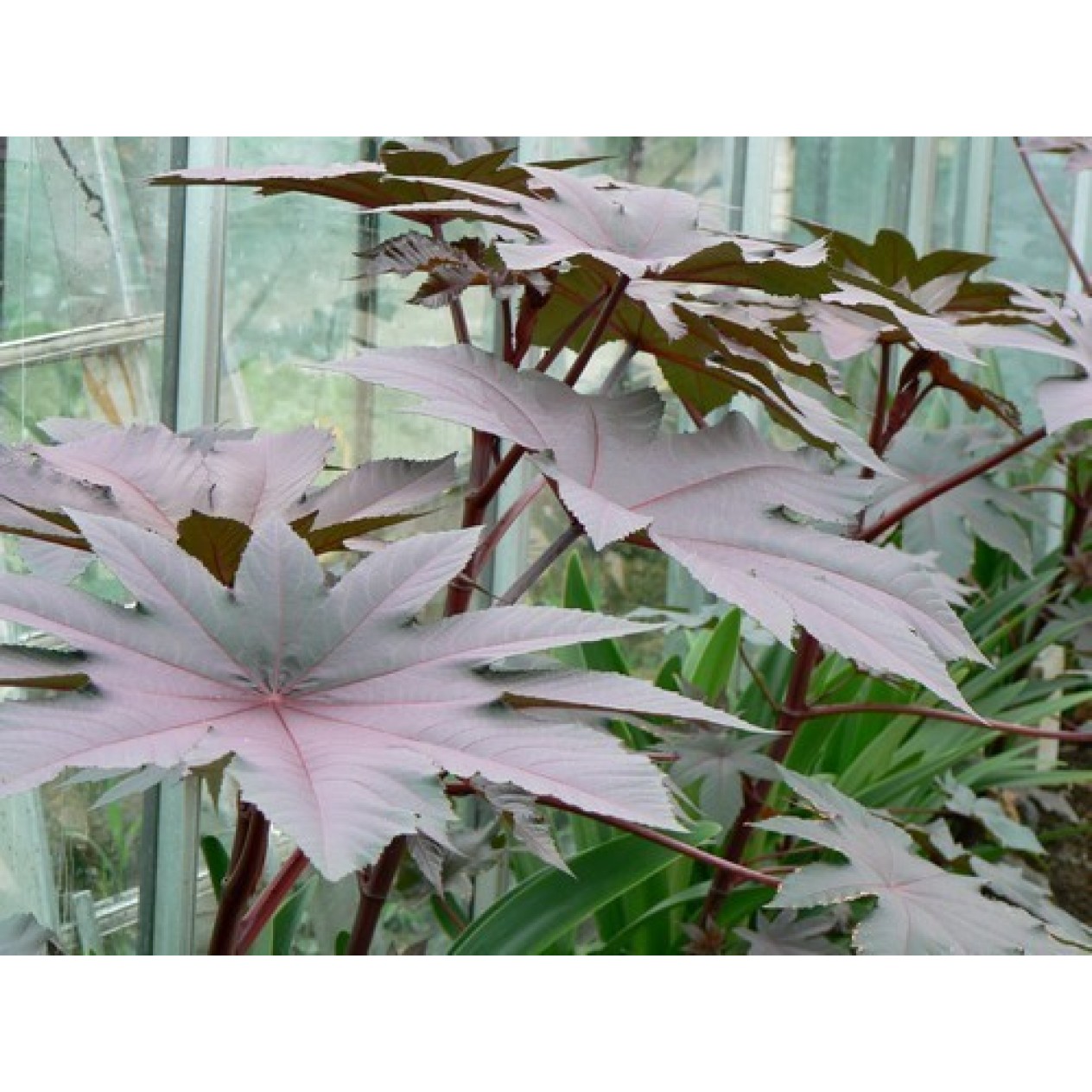 550550-ricinus-communis-new-zealand-purple