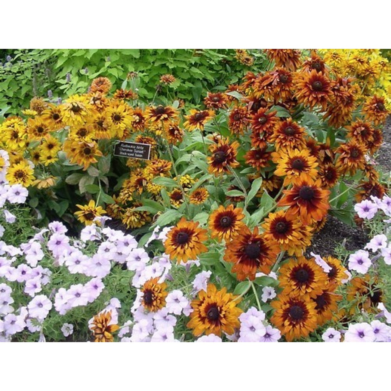 550720-rudbeckia-hirta-cherokee-sunset