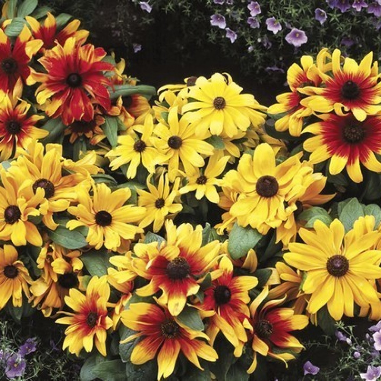 550780-rudbeckia-hirta-dwarf-becky-mixed