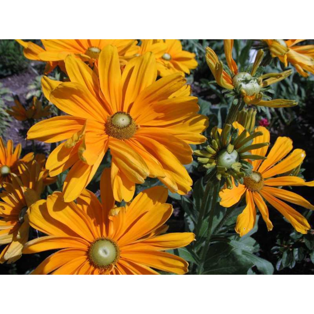 551020-rudbeckia-hirta-irish-spring