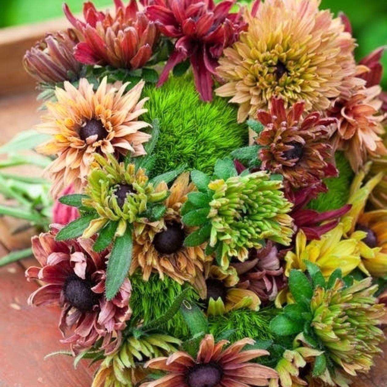 551120-rudbeckia-hirta-sahara