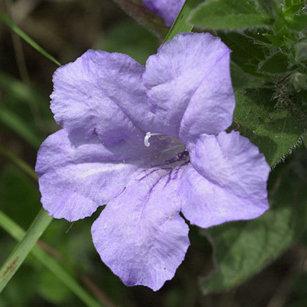 551300-ruellia-humilis