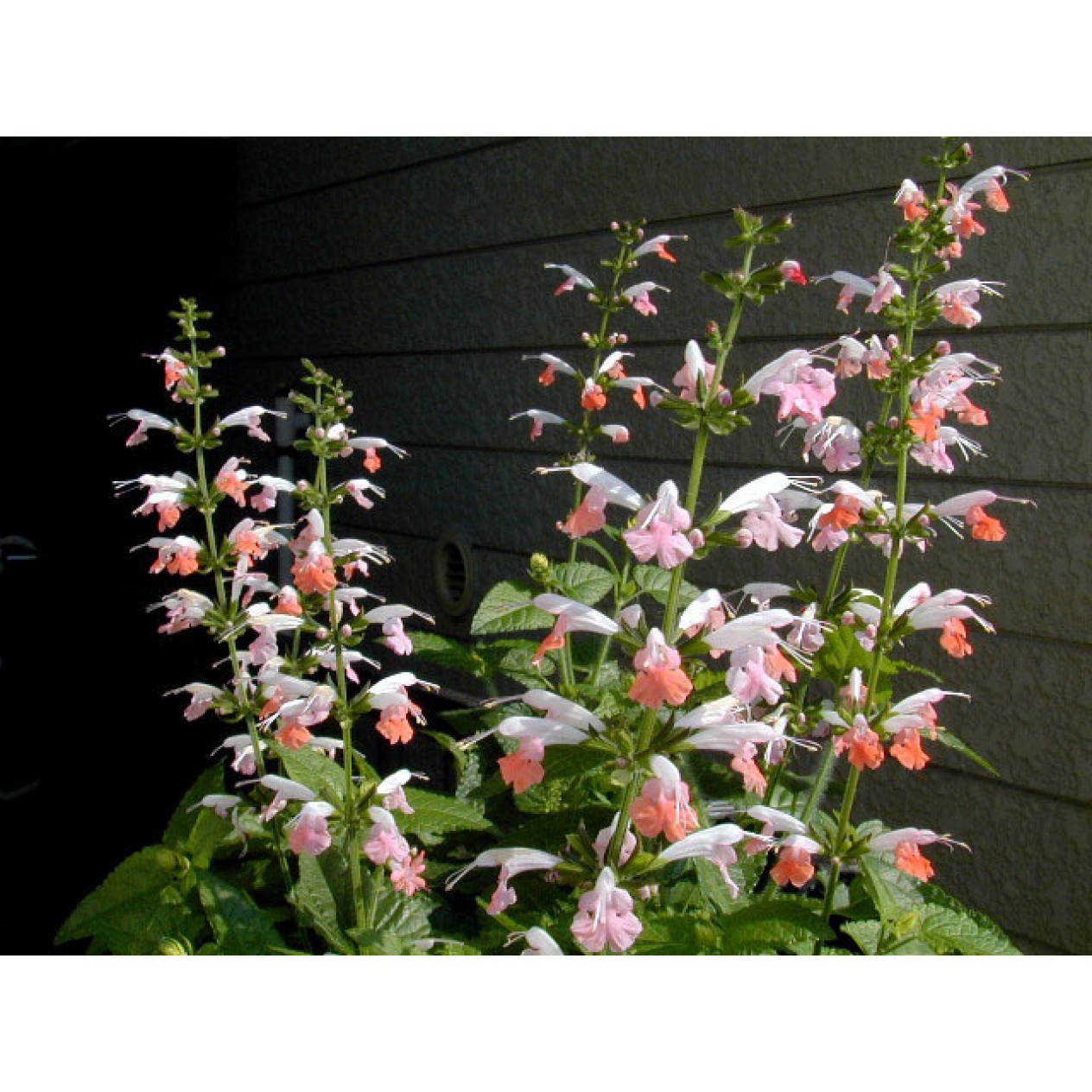 551800-salvia-coccinea-jewel-pink-brendhurst-pink