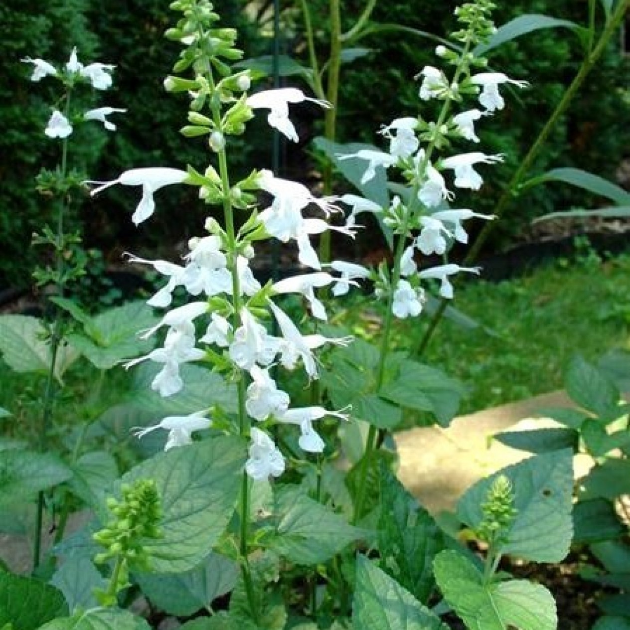 551920-salvia-coccinea-snow-nymph-jewel-white