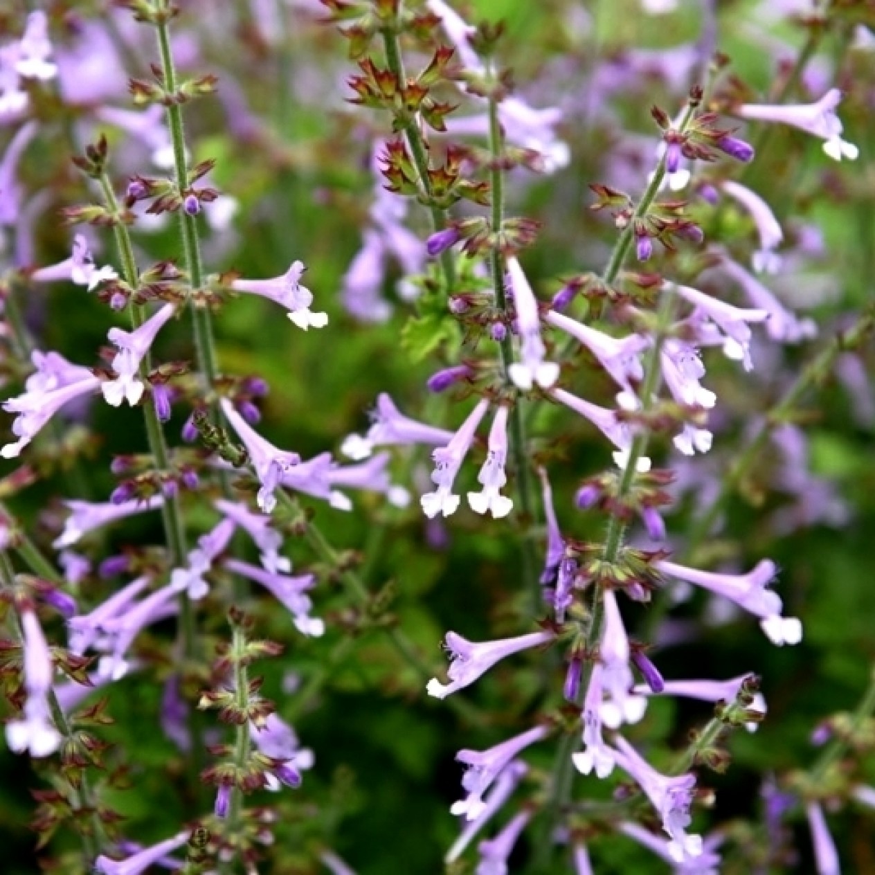 552300-salvia-scabra-saffina