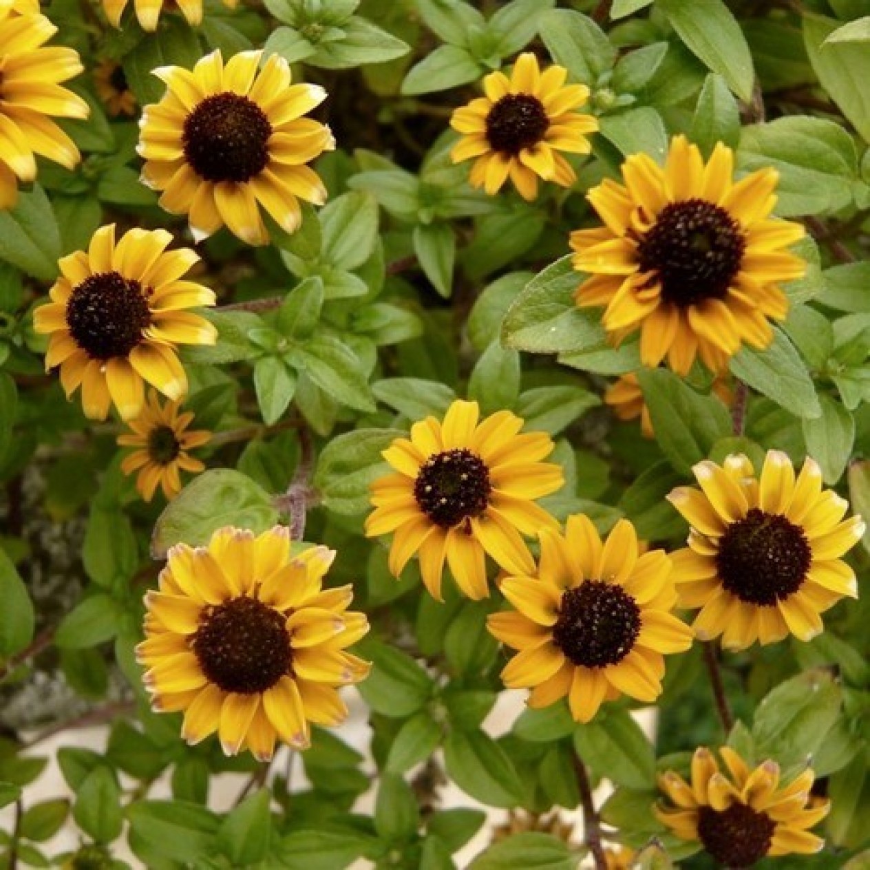 553000-sanvitalia-procumbens-goldgelb-yellow-with-black-centre