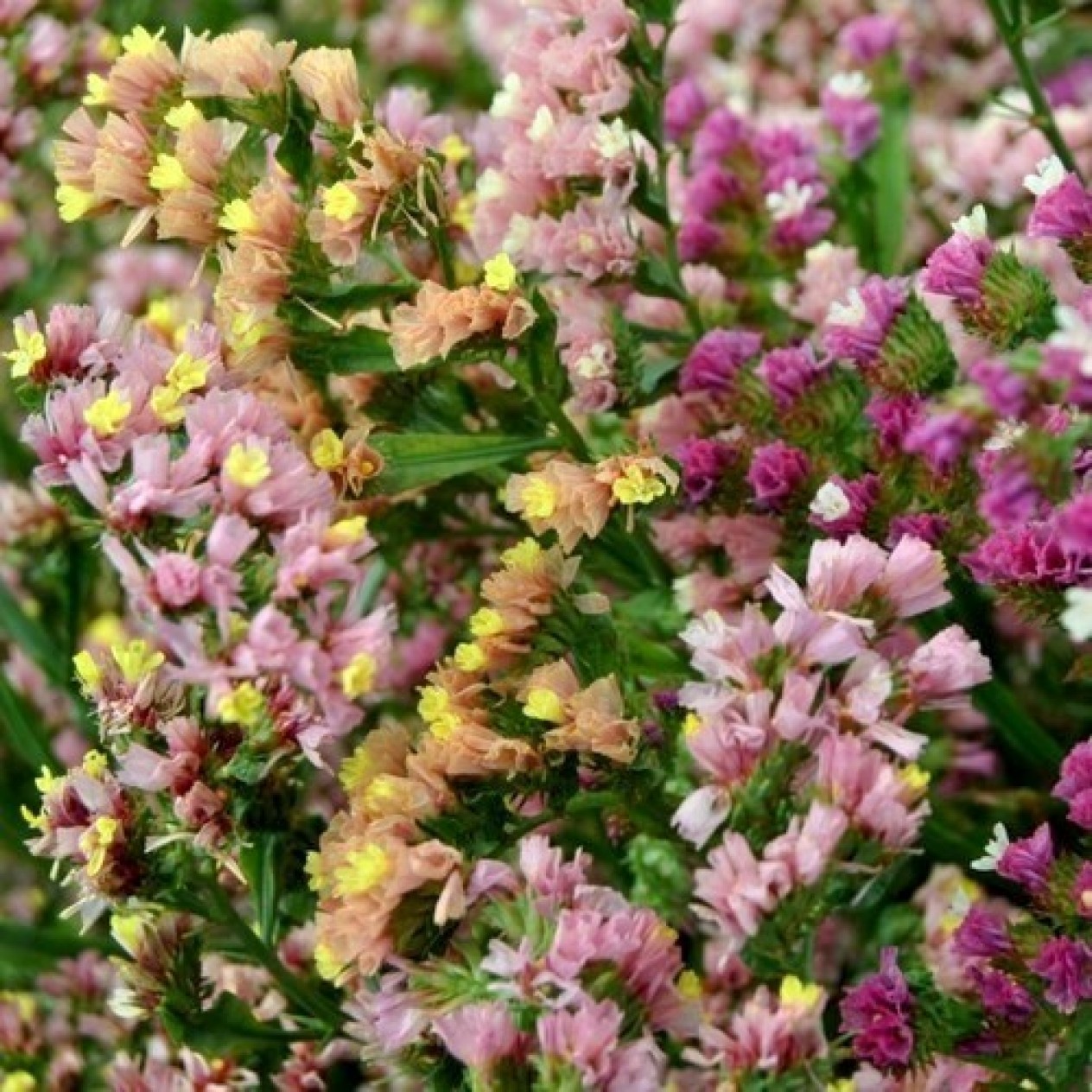 554000-statice-sinuata-art-shades-mixed-pastel-mixed