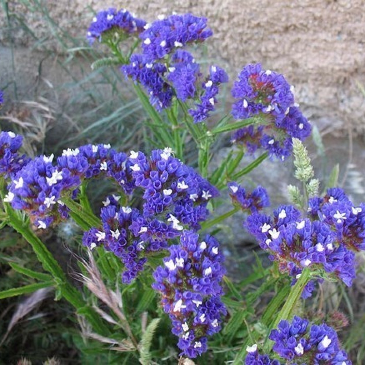 554030-statice-sinuata-midnight-blue-blue-river