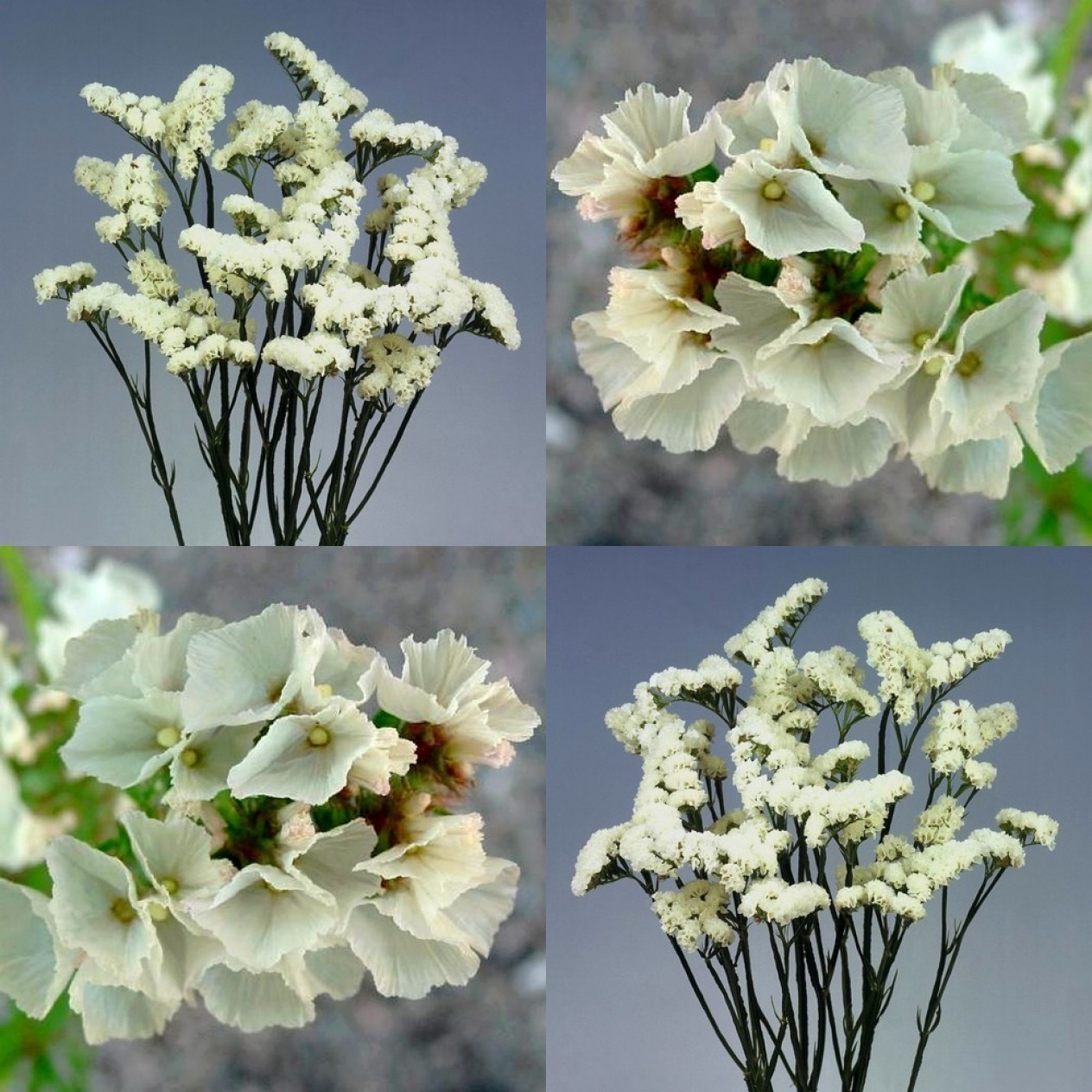 554200-statice-sinuata-iceberg