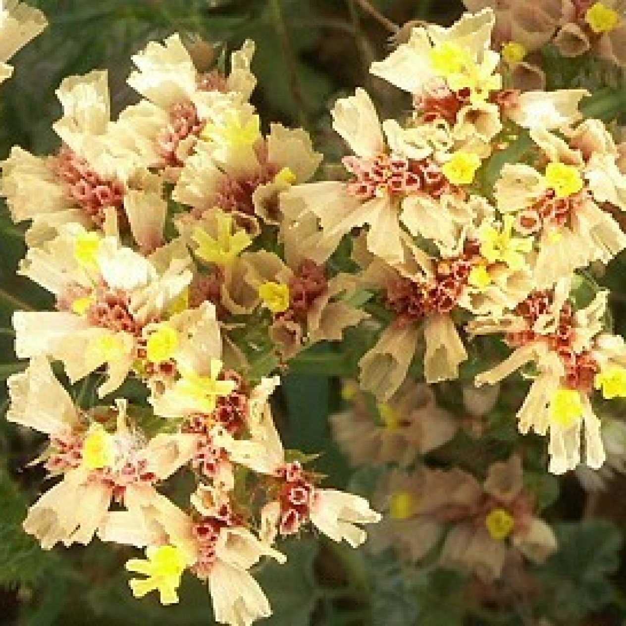 554400-statice-sinuata-apricot-beauty