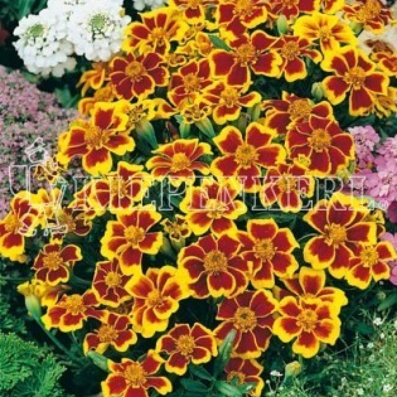 557160-tagetes-patula-disco-flame-pygmy-golden-yellow-with-blotch