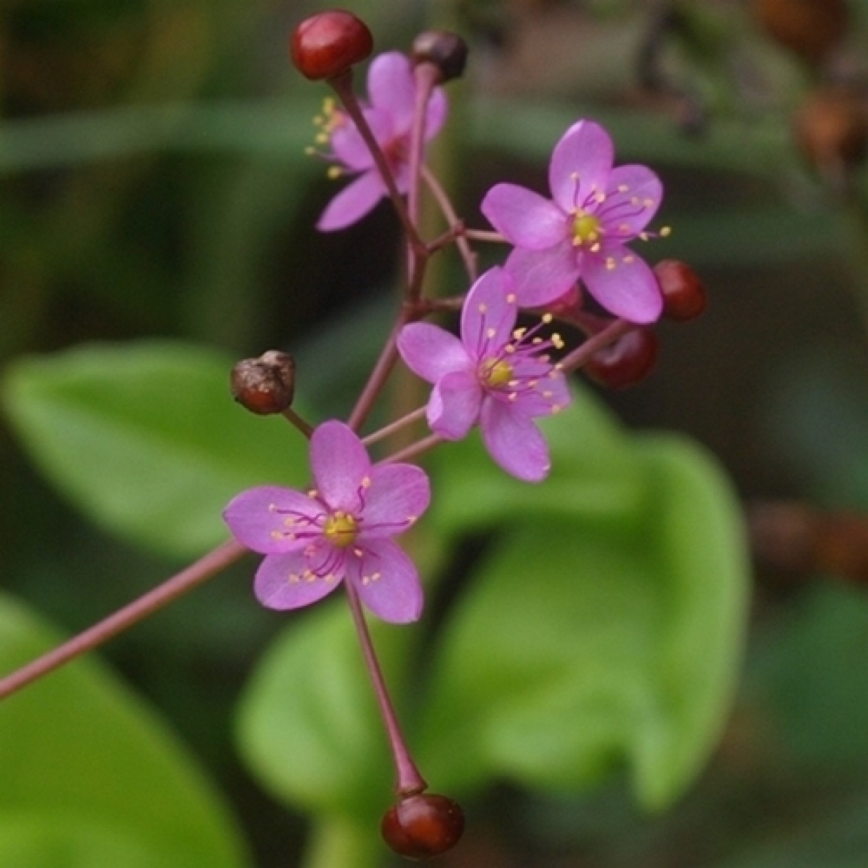 557950-talinum-paniculatum